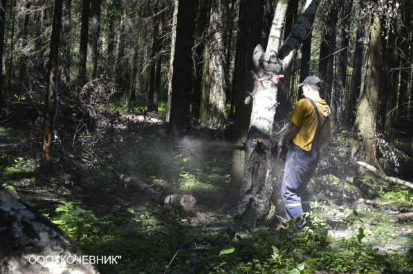 удаление опасных аварийных деревьев -кронирование в Москве фото 9