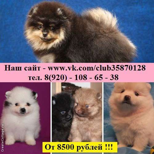Щеночки Шпица. самые красивые в Череповце
