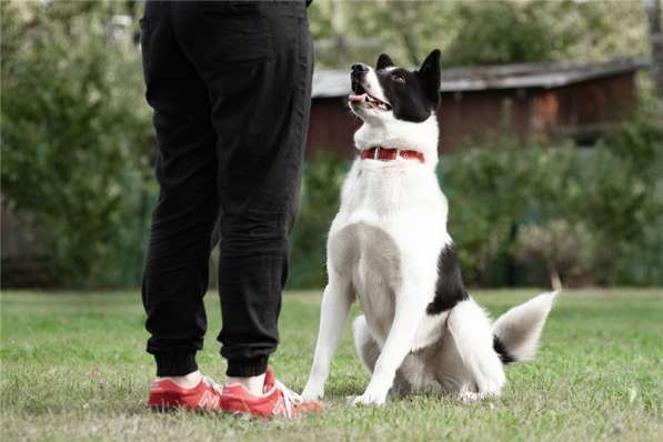 Красивый пёс Рэнди в добрые руки! в Москве фото 38