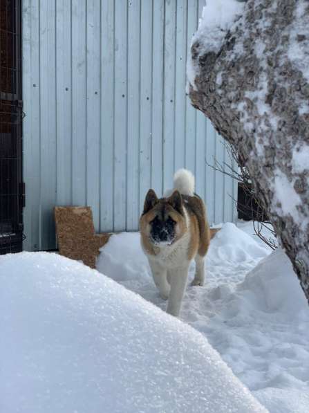 Акита в Ростове-на-Дону фото 35