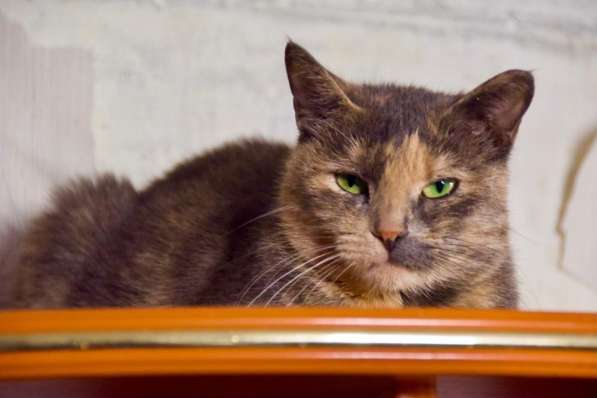 Скромная кошечка Дуня ищет дом! в Москве фото 9