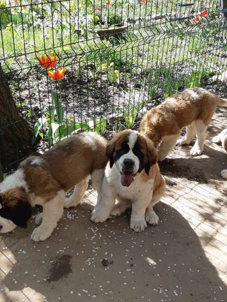 Щенки сенбернара в фото 77