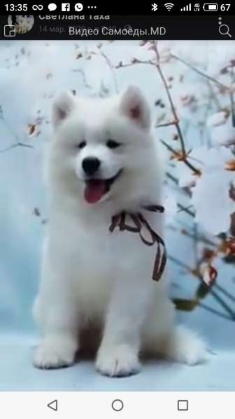 Купим щенка самоеда в 