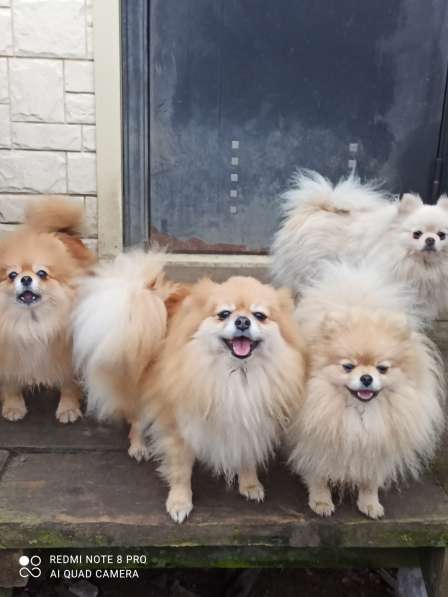 Щенки немецкого шпица в Дзержинске фото 7