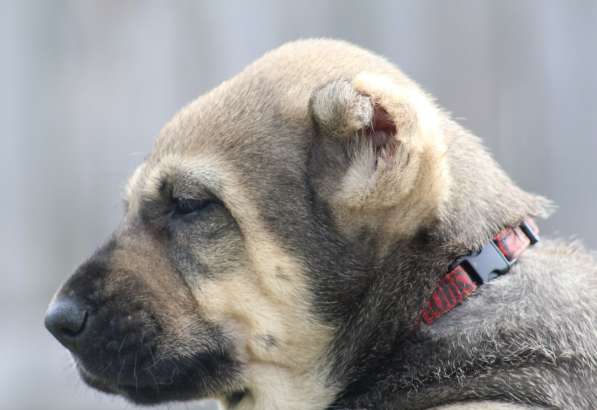 Высокопородные щенки САО (Алабай) в Краснодаре фото 8
