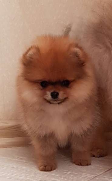 Мини-мишка девочка померанского шпица. Крошечная в фото 14