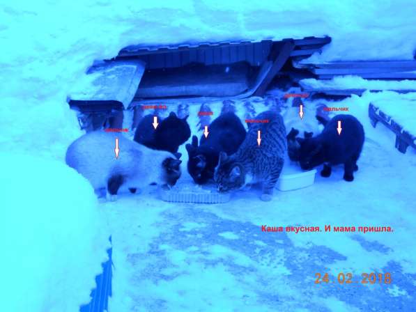 Котята-подростки в Новосибирске фото 12