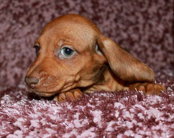 Девочка миниатюрной таксы в Москве фото 6