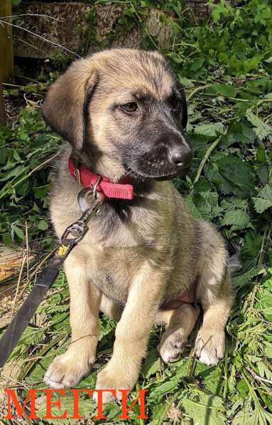 Щенки в Балашихе