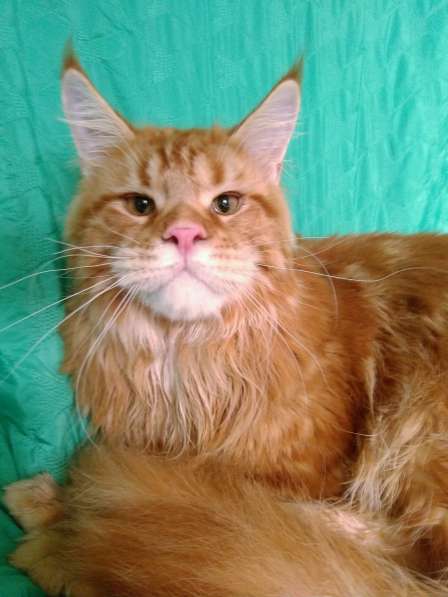 Котёнок шоу/брид класса, Чемпион WCF в Екатеринбурге фото 13