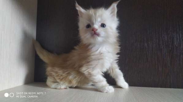 Котята Мейн-кун в Санкт-Петербурге фото 4