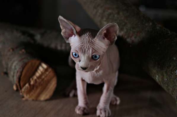 Невероятно красивые голубые глаза, мальчик сфинкс в фото 6