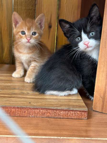 Котята в Тюмени фото 6