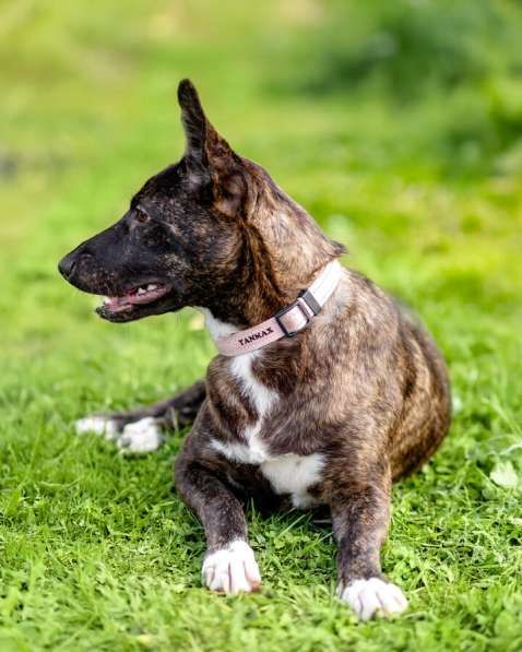 Дора, девочка, 7 мес. ищет дом в Москве