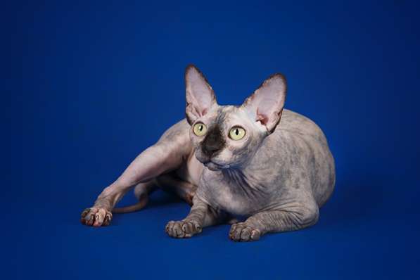 Красота – страшная сила – это сфинкс, эльф бамбино в Мурманске фото 11