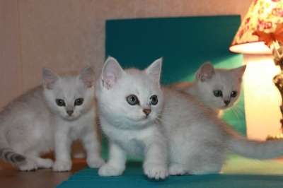 Британские котята, окраса - ns 11