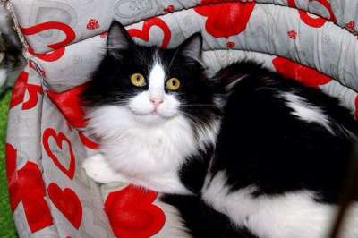 Отдам даром Ждет чудес пушистая малышка Фиста в Санкт-Петербурге фото 5