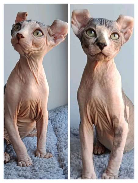 Котята породы Эльф!