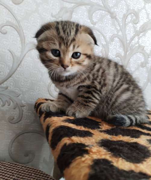 Котята в Мытищи фото 4