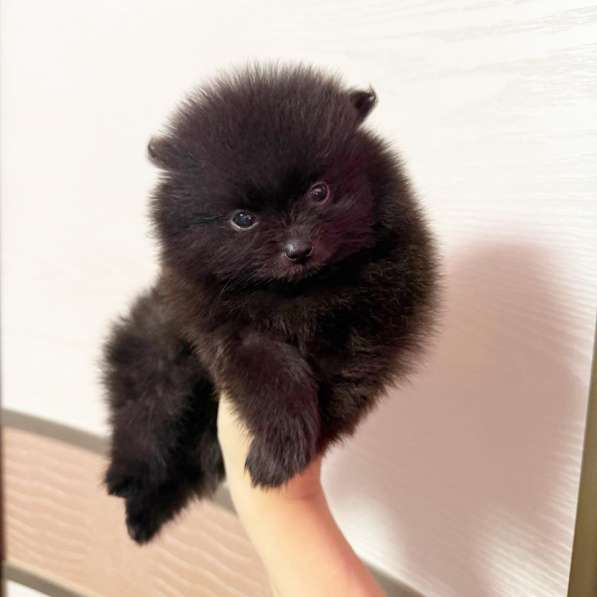 Щенки померанского шпица в Москве фото 8