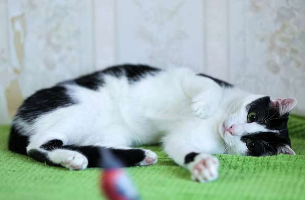 Котик очень хочет стать домашним любимцем в Обнинске
