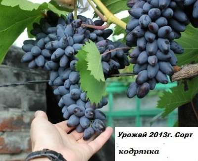 Саженцы винограда от производителя-почто в Ростове-на-Дону фото 4