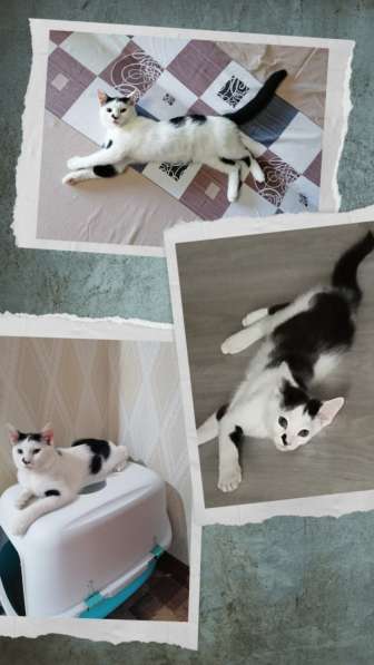 Котик в дар в 