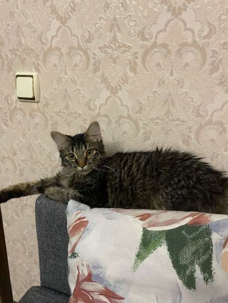 Отдам в хорошие руки бесплатно кота