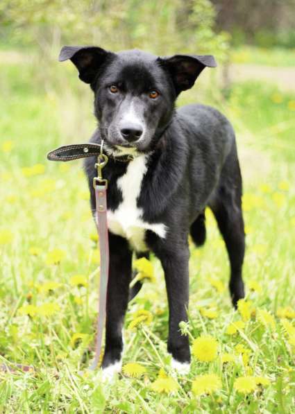 Щенок ЛЕКСУС ищет дом в Москве фото 3