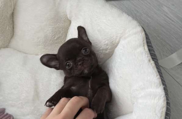 Малышка тип Кобби