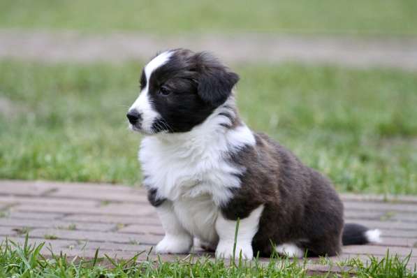 Вельш корги кардиган в Москве фото 4