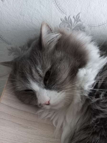 Кот сибиряк,4 года в Новосибирске фото 29