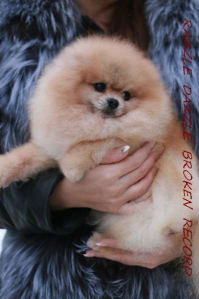 Щенков померанского шпица в Краснодаре фото 4