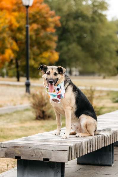 Дэнди ждёт своего человека. Москва, МО в Москве фото 6