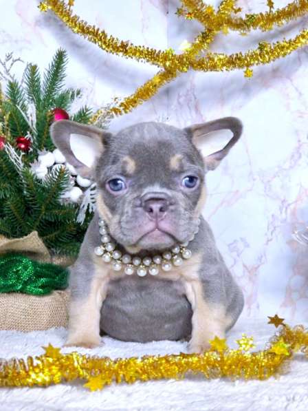 Щенки французского бульдога в Железнодорожном фото 3