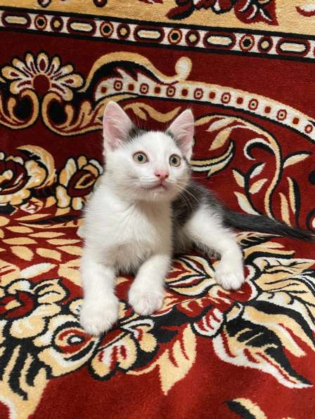 Отдам в добрые котят в Ижевске фото 3