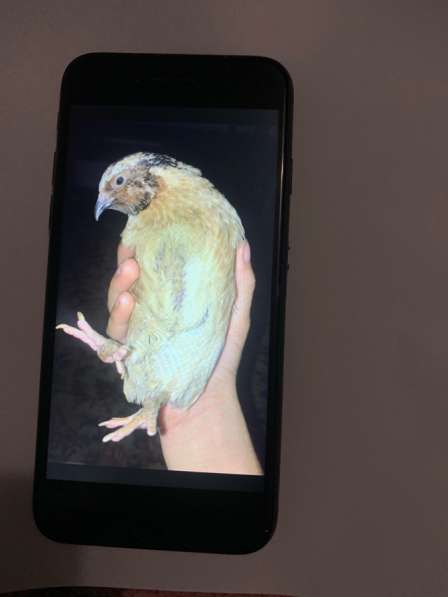 Айфон 7 вы идеальном состоянии в Москве фото 3