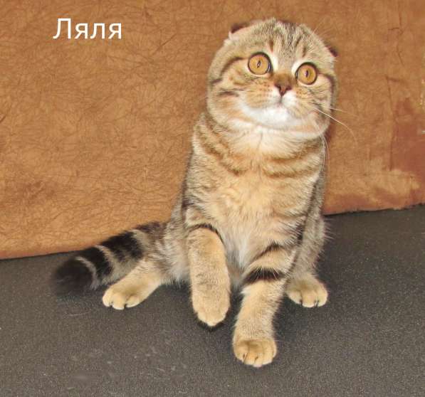 Шотландские котята из питомника в Санкт-Петербурге фото 7