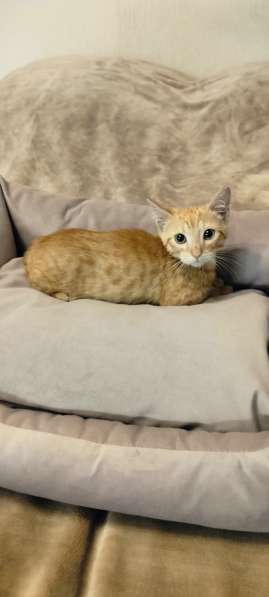 Отдам котенка в добрые руки