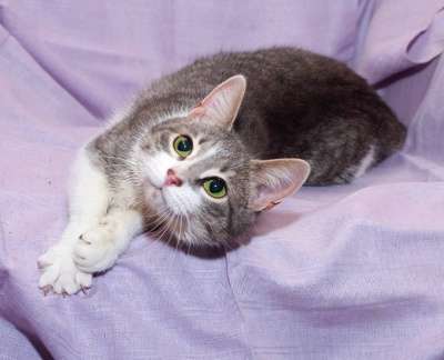 Отдам даром Очаровательная кошечка Элис в Санкт-Петербурге фото 6