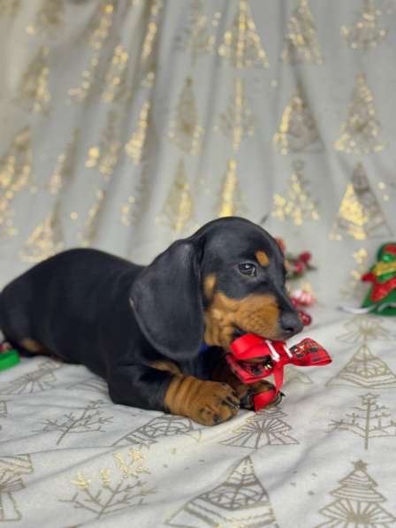 Щенята стандартной таксы в Москве фото 4