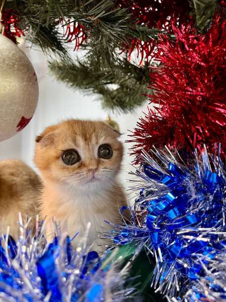 Британские котята купить в Краснодаре фото 8