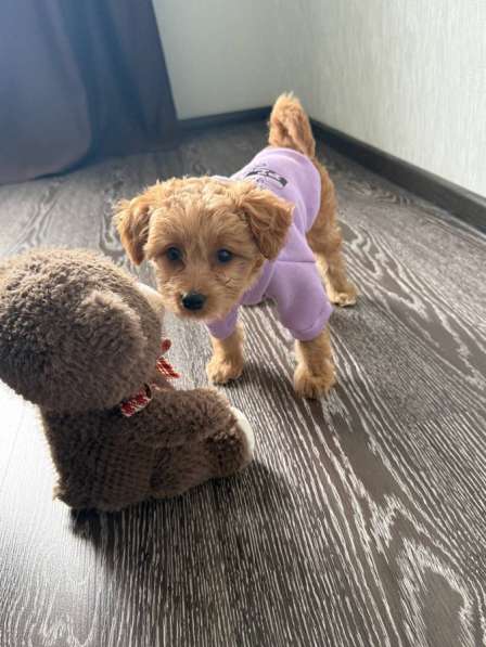 Мальтипу мини 3,5 месяца девочка