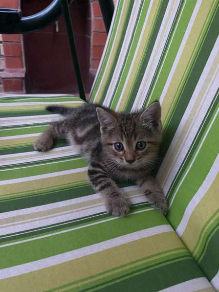 Котенок девочка