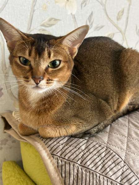 Кошка в добрые руки в Пскове