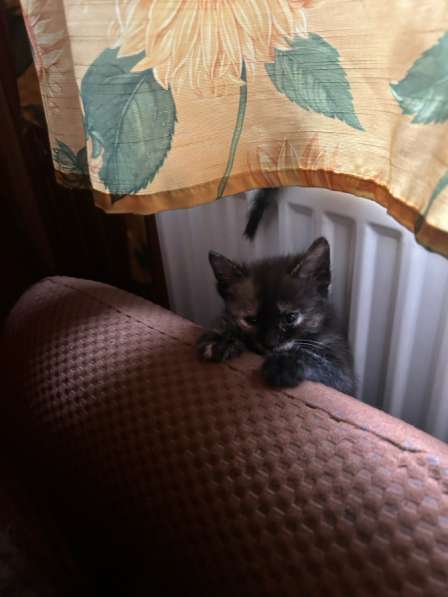 Котята в Малаховке фото 3