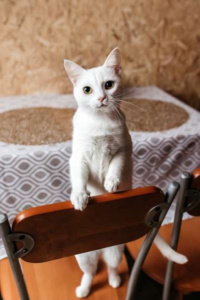 Белая кошечка Коша ищет дом в Москве фото 10