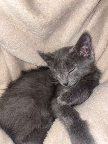 Котенок в добрые руки