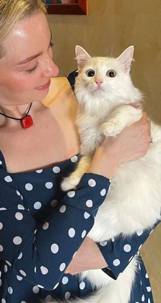 Потрясающе красивая белая кошка Жемчужинка в дар в Москве фото 3