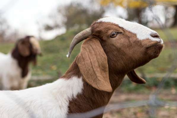 Племенные козы Бурской породы (Скот из Европы класса Элита) в фото 4